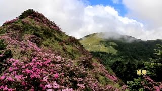 合歡山北峰 紅毛杜鵑amp高山杜鵑花季 大爆發盛況 [upl. by Naji327]