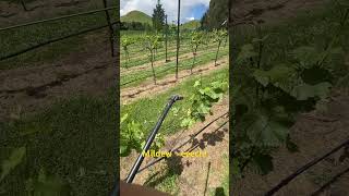 Spring in the vineyard 2 spraying [upl. by Ahseit]