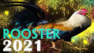 Rooster Horoscope 2021  Born 1933 1945 1957 1969 1981 1993 2005 2017 [upl. by Ihsir319]