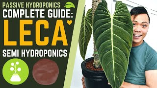 Complete Guide How to Grow Plants in LECA amp SEMI HYDROPONICS 💚 My Secrets Basic Tips for Success [upl. by Suirtimid]