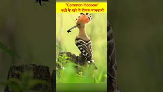 quotCommon Hoopoe Birdquot के बारे में कुछ रोचक जानकारी facts shorts birdsfacts [upl. by Repard]