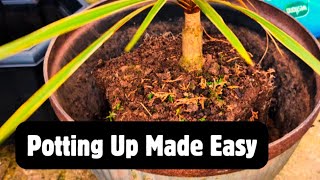 The Simple Method for POTTING UP Larger Plants 🌿🌴🪴 [upl. by Aicrop]