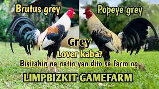 Visit quality Gamefowl in the Philippines  MARK LIM OF LIMPBIZKIT GAMEFARM [upl. by Scoter434]