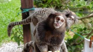 Dupla de SaguideWied Callithrix kuhlii comendo bananas [upl. by Anatola940]