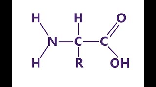 Basic Amino Acid Structure [upl. by Kayla]