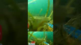 Pesca sub canoa submersa [upl. by Seen]