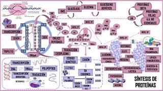 SÍNTESIS DE PROTEÍNAS [upl. by Maddeu]