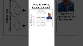 Why do we need to use Punnett squares anyway [upl. by Ahsinrev950]