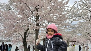 Cherry Blossom Festival in Washington DC [upl. by Ellerihs]