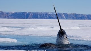 Focus on Species Narwhal Monodon monoceros [upl. by Marlea266]