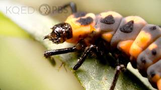 Watch Ladybugs Go From Goth to Glam  Deep Look [upl. by Okimuy492]