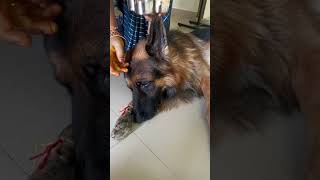 Raksha time❤️🥰germanshepherd ram subscribe share motherlove raksha [upl. by Irbmac]