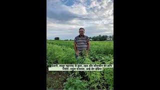 Tuar Urad and Soya bean crop Report Dewani Latur Maharashtra Rahul Rajawat IGrain India [upl. by Blalock]