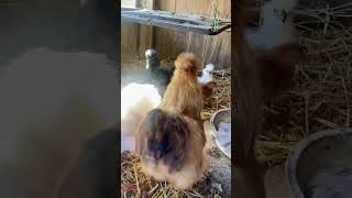 Silkies silkie chickens [upl. by Norean741]