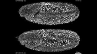 Fruitfly Drosophila complete embryonic development at high resolution [upl. by Maryrose]