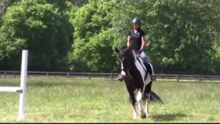 PercheronTB Cross  First Jumping Experience [upl. by Sib811]