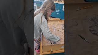 Digging for fossils Charmouth Visitor Centre fossilhunting fossil dorsetcoast dorset [upl. by Barnaby]