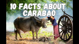 10 Incredible Facts About the Carabao – The Filipino Farmers Best Friend [upl. by Eiramait145]