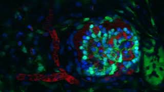 Intravital imaging of transplanted kidney organoids [upl. by Amahs]