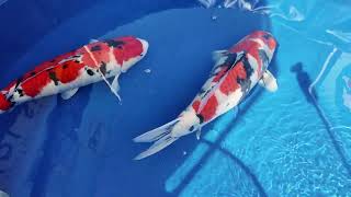 2024 48th ZNA SoCAl Koi Show [upl. by Bosson453]