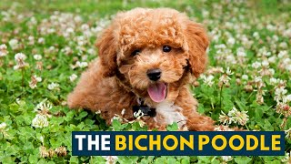 Bichon Poodle A Pet Parents Guide to The Teddy BearLike Poochon [upl. by Acissey]