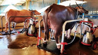 Millions  Water Buffalo Farming  Buffalo Milk Harvest technology  Excellent Buffalo Milk Product [upl. by Reine]