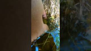 Snail 🐌 Catching by hand in the beautiful nature flood area Snail video snail enjoy natural [upl. by Hameerak]