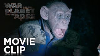 Rocket vs Red Donkey  Fight Scene  War for the Planet of the Apes 2017LOWI [upl. by Sirovat269]