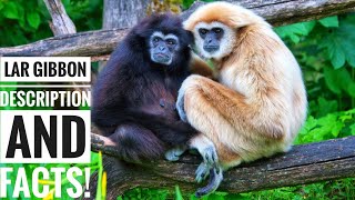 Lar gibbon  Description and Facts [upl. by Nnayrb]