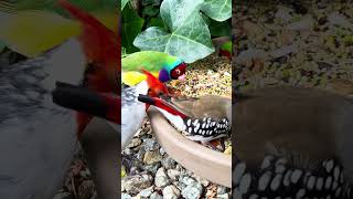 Diamond firetail finch bird aviary [upl. by Basile739]