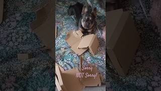 Quality Inspector 🐶✨ funnydog frenchbulldog smallbizuk smallbusiness [upl. by Pacifica741]