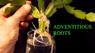 01 10 Adventitious Roots [upl. by Treblih]