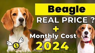 Beagle Dog Price In India 2024  Price of Beagle in india and Monthly Expenses [upl. by Artema]