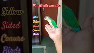 Blue yellow sided conure birds  small conure viralvideo youtubeshorts viralshorts [upl. by Cathee]