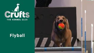 Flyball SemiFinals amp Final Part 3  Crufts 2023 [upl. by Luapnaej]