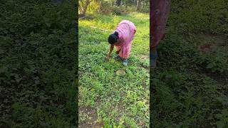 farming leaves coriander sarso [upl. by Coffey]