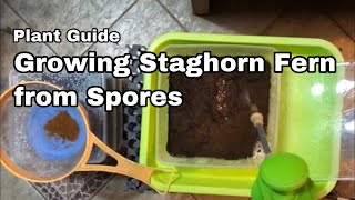 Growing Staghorn from Spore  Ep06 [upl. by Socem]