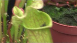 Carnivorous Sarracenia Pitcher plant swallows fly [upl. by Annahsirhc]