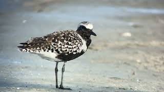 Pluvier argenté Grey Plover pluvialis squatarola Marco Island Floride avril 2024 [upl. by Aieken988]