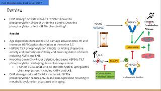 DNAPK Promotes Metabolic Decline Through HSP90 Phosphorylation [upl. by Barbur]