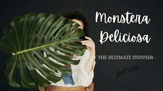 Monstera Deliciosa  The Ultimate Stunner of a Houseplant [upl. by Hobbs]