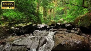 Trickling Water Sounds with NO MUSIC  Calming Trickles of Mossy River That Will Put You To Sleep [upl. by Paymar]