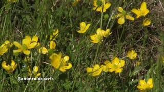 Wild flowers Ranunculus acris  buttercup meadow buttercup common buttercup and giant buttercup [upl. by Trish]