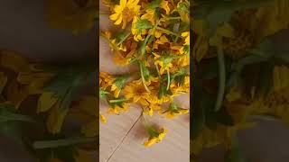 Nostalgia flower 🌸 🌸 pacha parishkaari trending shortfeed shortvideos [upl. by Acsisnarf]