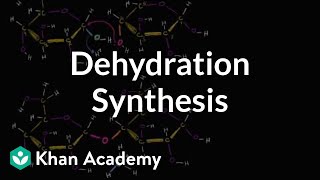 Dehydration synthesis or a condensation reaction  Biology  Khan Academy [upl. by Bondy]