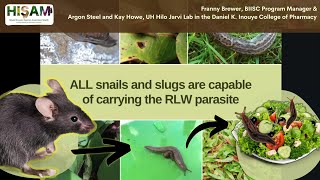 Navigating Rat Lungworm Disease Insights Risks and Solutions [upl. by Llertnad]