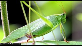 Understanding Insect Sounds Natures Orchestra [upl. by Carmita]