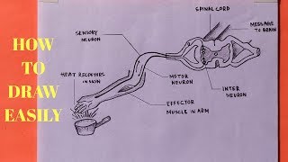 How to draw diagram of Reflex Arc in easy way  Step by step [upl. by Betthel]