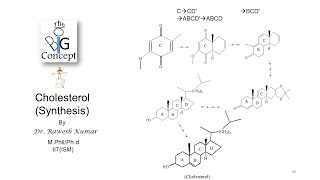 Cholesterol Synthesisthebigconceptpgtopics6291 [upl. by Tatia]