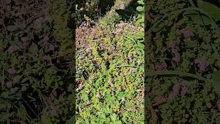 Discover the Himalayan herb Persicaria capitata [upl. by Votaw20]